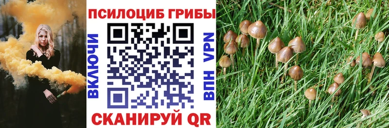Псилоцибиновые грибы Psilocybe Данилов